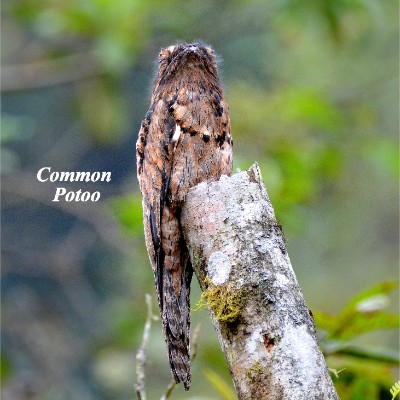 Common Potoo